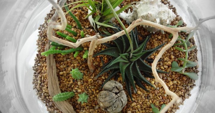Home Terrariums: Creating Miniature Forests, Deserts and Swamps (Part 2)
