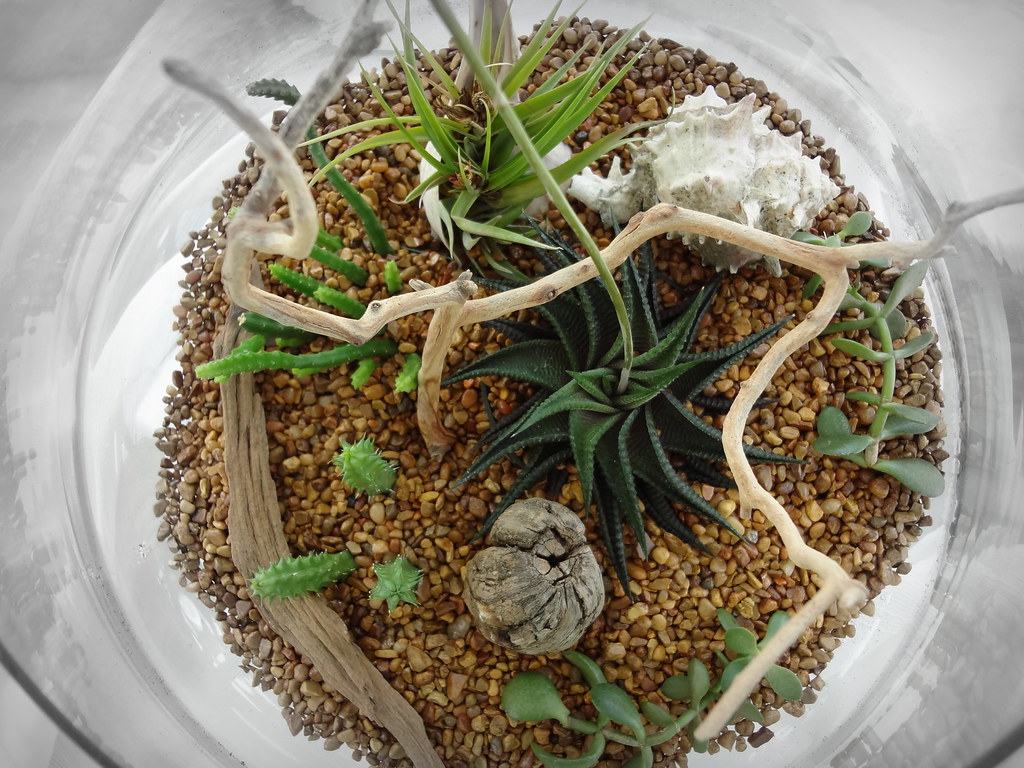 Home Terrariums: Creating Miniature Forests, Deserts and Swamps (Part 2)