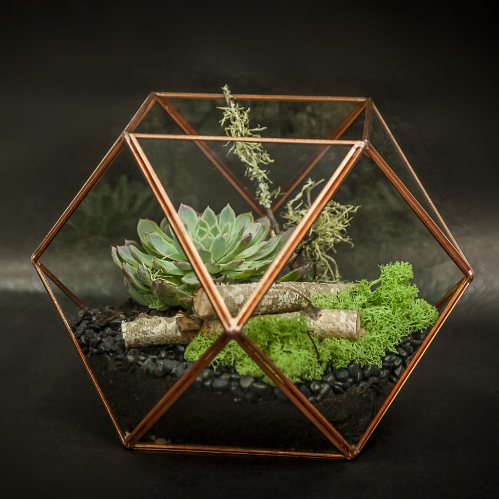 Home Terrariums: Creating Miniature Forests, Deserts and Swamps
