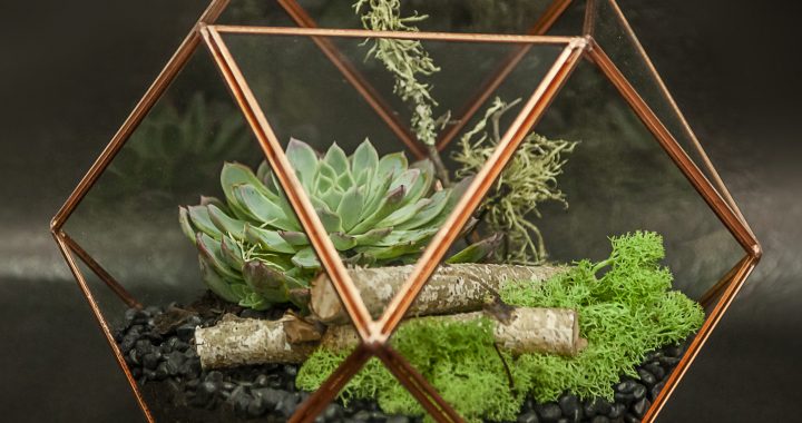 Home Terrariums: Creating Miniature Forests, Deserts and Swamps