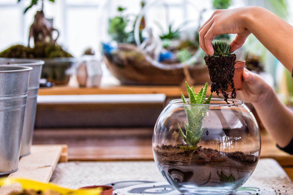 Home Terrariums: Creating Miniature Forests, Deserts and Swamps (Part 4)