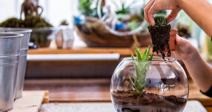 Home Terrariums: Creating Miniature Forests, Deserts and Swamps (Part 4)