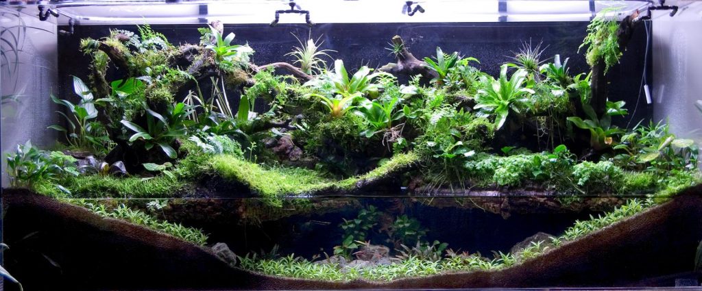 Home Terrariums: Creating Miniature Forests, Deserts and Swamps (Part 3)