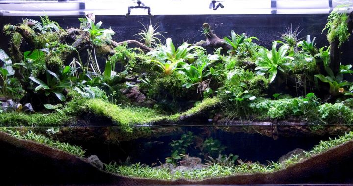 Home Terrariums: Creating Miniature Forests, Deserts and Swamps (Part 3)
