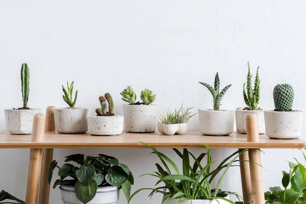 Easy and Attractive Succulent Décor Ideas to Beautify Your Home