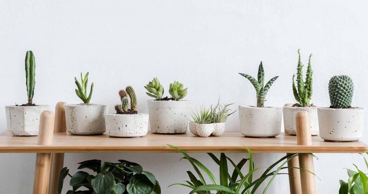 Easy and Attractive Succulent Décor Ideas to Beautify Your Home