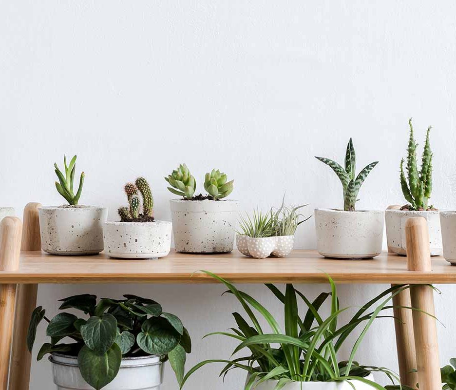 Easy and Attractive Succulent Décor Ideas to Beautify Your Home